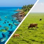 collagen sources for skin