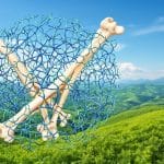 collagen strengthens bone health