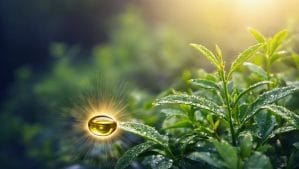 Homepage| Nari Nirvana nature s antifungal powerhouse revealed