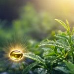 nature s antifungal powerhouse revealed