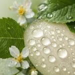 plump radiant skin secret