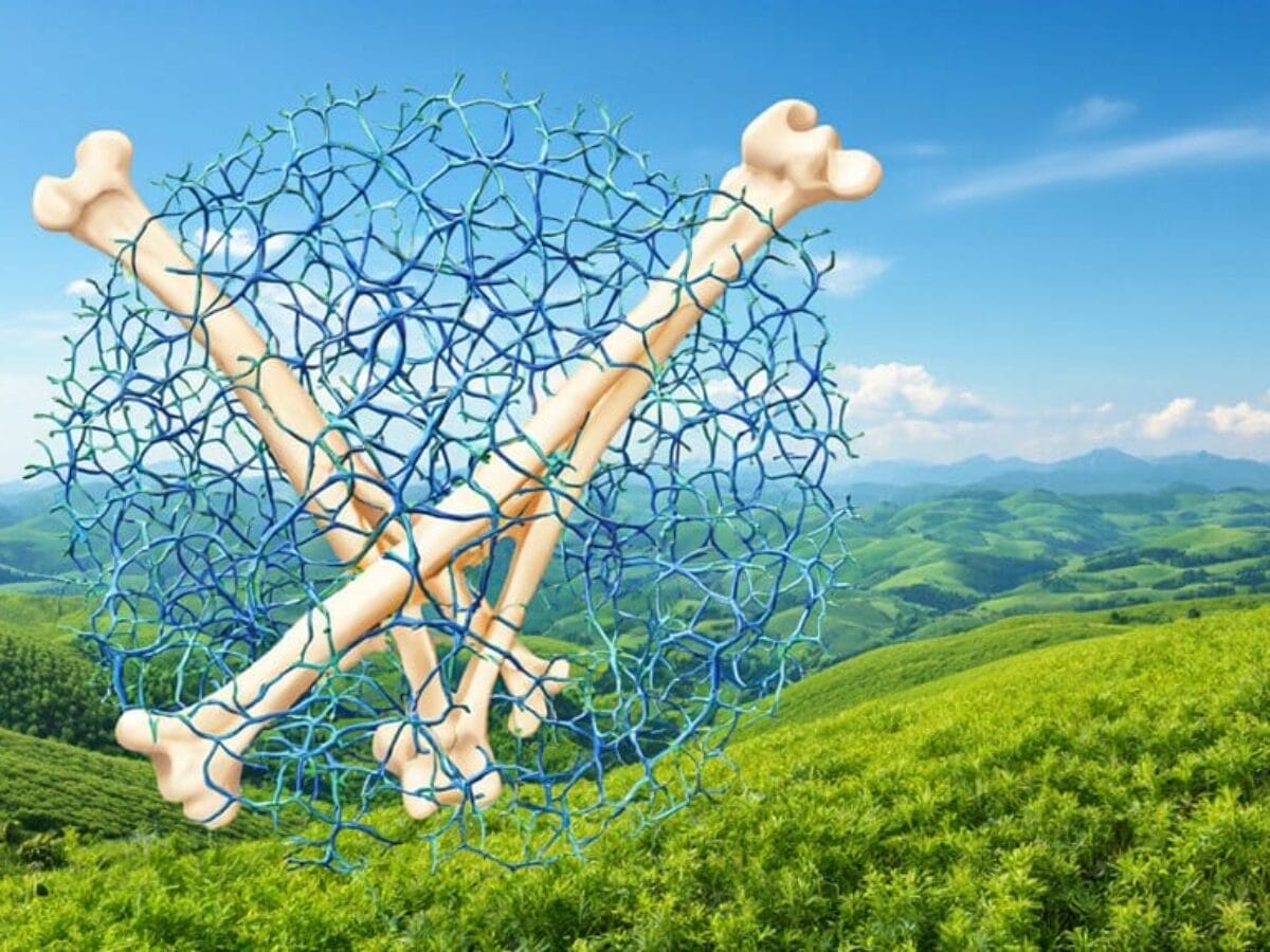 collagen strengthens bone health